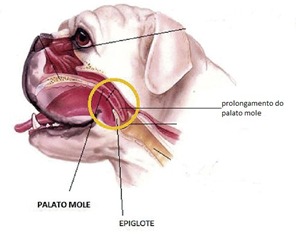 Ilustração aponta o prolongamento de palato mole, uma das características que comprometem a respiração de animais branquicefálicos (Foto: Reprodução)